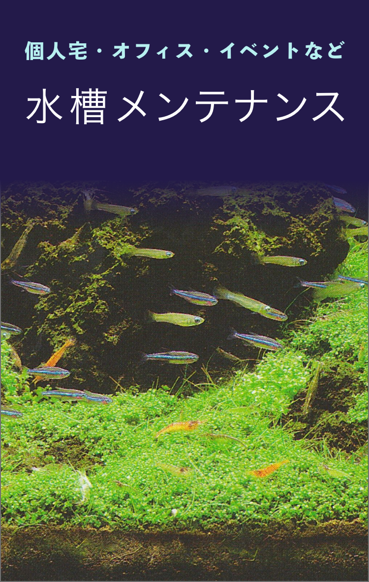 個人宅・オフィス・イベントなど 水槽メンテナンス