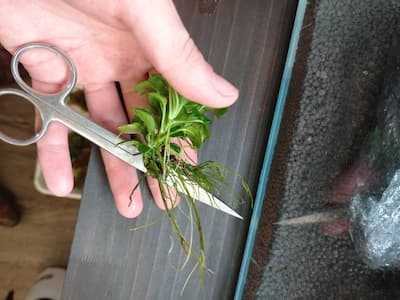 水草の古い根をカット