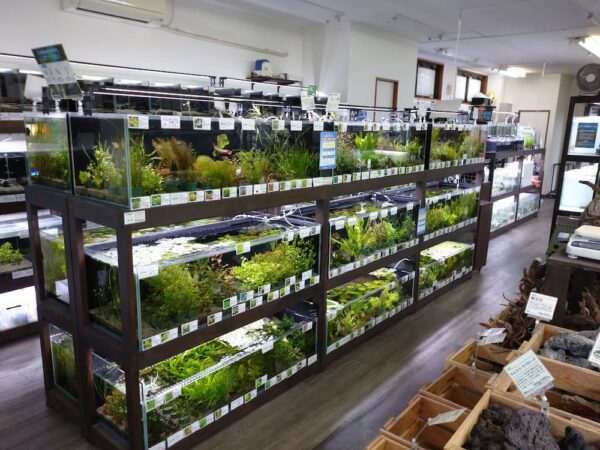 水草